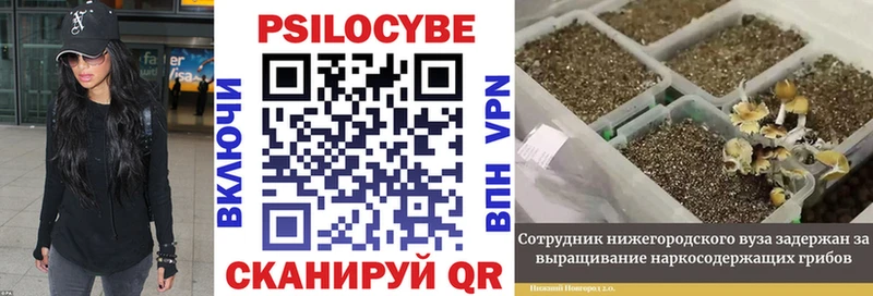 Купить  Апрелевка  Псилоцибиновые грибы GOLDEN TEACHER 